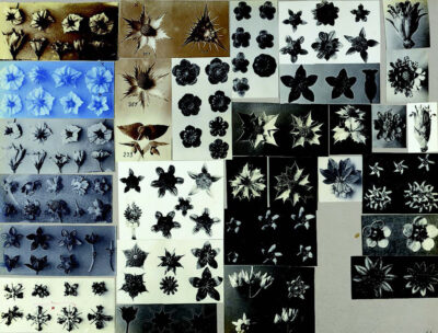 Printed sheets of various flowers photographed.