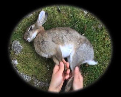 Samanthasweeting Runrabbit 1